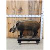 Image 3 : African Bush Pig Full Body Taxidermy Mount