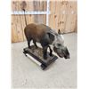 Image 4 : African Bush Pig Full Body Taxidermy Mount