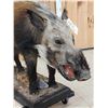 Image 5 : African Bush Pig Full Body Taxidermy Mount