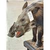 Image 6 : African Bush Pig Full Body Taxidermy Mount