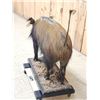 Image 7 : African Bush Pig Full Body Taxidermy Mount