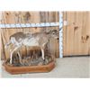Image 1 : Piebald Whitetail Doe Full Body Taxidermy Mount