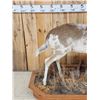 Image 3 : Piebald Whitetail Doe Full Body Taxidermy Mount