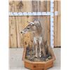 Image 4 : Piebald Whitetail Doe Full Body Taxidermy Mount