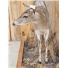 Image 5 : Piebald Whitetail Doe Full Body Taxidermy Mount