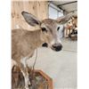 Image 7 : Piebald Whitetail Doe Full Body Taxidermy Mount