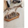 Image 8 : Piebald Whitetail Doe Full Body Taxidermy Mount