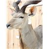 Image 10 : African Kudu Pedestal Taxidermy Mount
