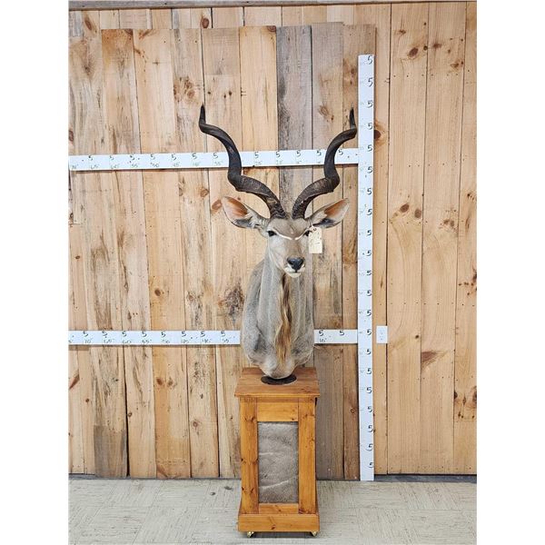 African Kudu Pedestal Taxidermy Mount