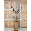 Image 1 : African Kudu Pedestal Taxidermy Mount