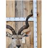 Image 2 : African Kudu Pedestal Taxidermy Mount