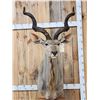 Image 4 : African Kudu Pedestal Taxidermy Mount