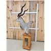 Image 6 : African Kudu Pedestal Taxidermy Mount