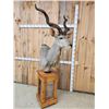 Image 8 : African Kudu Pedestal Taxidermy Mount