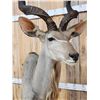 Image 9 : African Kudu Pedestal Taxidermy Mount