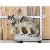 Image 1 : Big Alaskan Wolf Full Body Taxidermy Mount