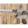 Image 2 : Big Alaskan Wolf Full Body Taxidermy Mount