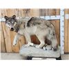 Image 3 : Big Alaskan Wolf Full Body Taxidermy Mount