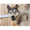 Image 4 : Big Alaskan Wolf Full Body Taxidermy Mount