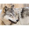 Image 5 : Big Alaskan Wolf Full Body Taxidermy Mount