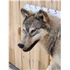 Image 6 : Big Alaskan Wolf Full Body Taxidermy Mount