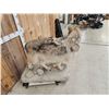 Image 8 : Big Alaskan Wolf Full Body Taxidermy Mount