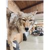 Image 10 : Coyote Full Body Pedestal Taxidermy Mount