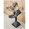 Image 11 : Coyote Full Body Pedestal Taxidermy Mount