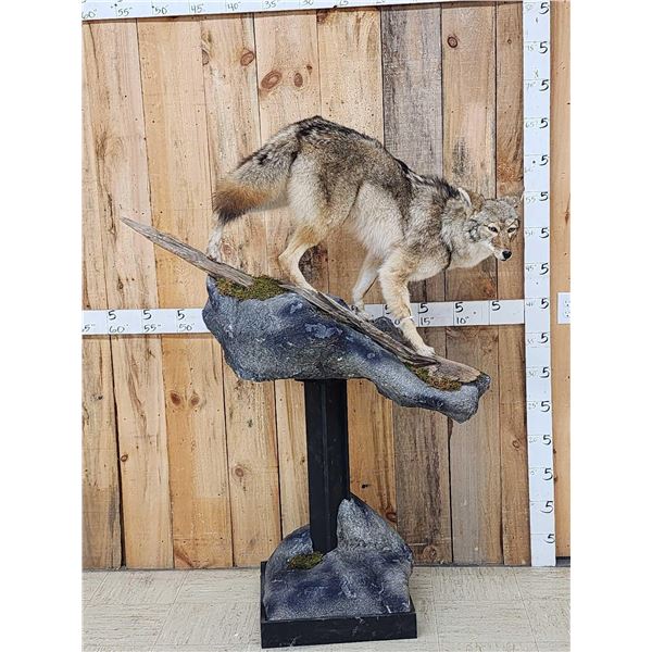 Coyote Full Body Pedestal Taxidermy Mount