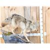 Image 2 : Coyote Full Body Pedestal Taxidermy Mount