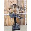 Image 3 : Coyote Full Body Pedestal Taxidermy Mount