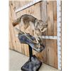 Image 4 : Coyote Full Body Pedestal Taxidermy Mount