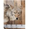 Image 5 : Coyote Full Body Pedestal Taxidermy Mount
