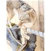 Image 6 : Coyote Full Body Pedestal Taxidermy Mount