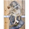 Image 7 : Coyote Full Body Pedestal Taxidermy Mount