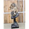 Image 8 : Coyote Full Body Pedestal Taxidermy Mount