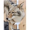 Image 9 : Coyote Full Body Pedestal Taxidermy Mount