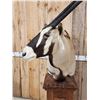 Image 10 : African Gemsbok Pedestal Taxidermy Mount