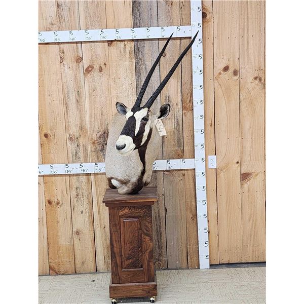 African Gemsbok Pedestal Taxidermy Mount
