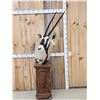 Image 1 : African Gemsbok Pedestal Taxidermy Mount