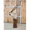 Image 8 : African Gemsbok Pedestal Taxidermy Mount