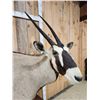 Image 9 : African Gemsbok Pedestal Taxidermy Mount