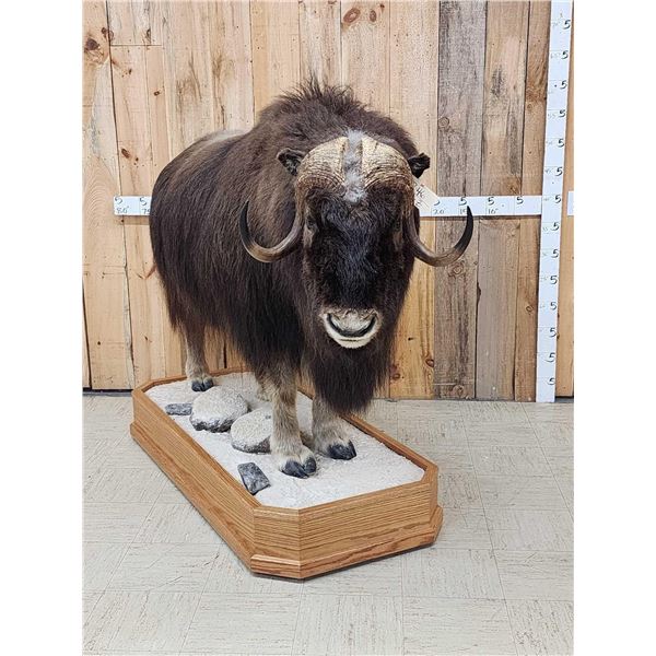 Beautiful Muskox Full Body Taxidermy Mount
