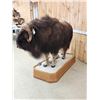 Image 3 : Beautiful Muskox Full Body Taxidermy Mount