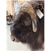 Image 4 : Beautiful Muskox Full Body Taxidermy Mount