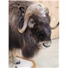 Image 5 : Beautiful Muskox Full Body Taxidermy Mount