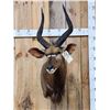 Image 1 : African Nyala Shoulder Mount Taxidermy
