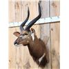 Image 2 : African Nyala Shoulder Mount Taxidermy