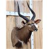 Image 3 : African Nyala Shoulder Mount Taxidermy