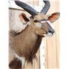 Image 4 : African Nyala Shoulder Mount Taxidermy